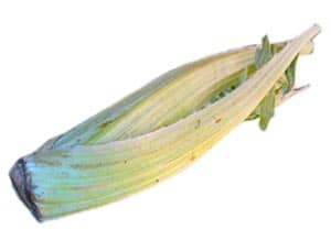 Verdure invernali cardo