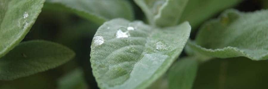Benefici della salvia