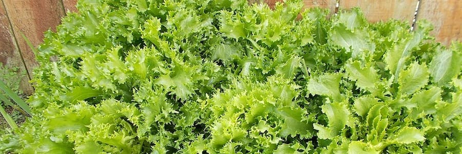 Benefici della cicoria