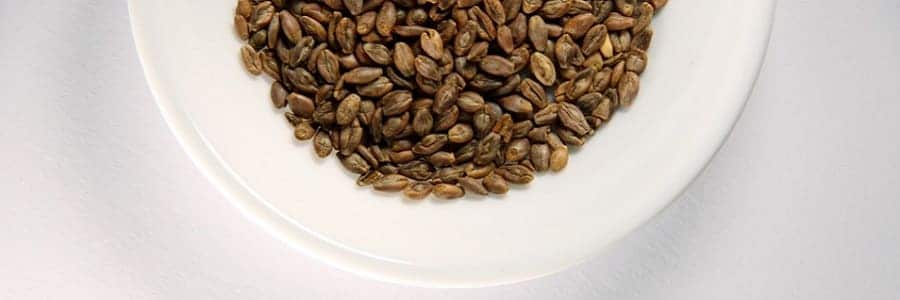 orzo
