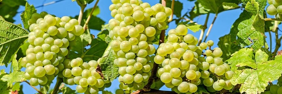 spesa a settembre
