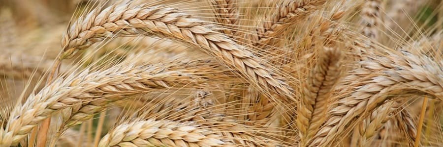 Orzo e Avena